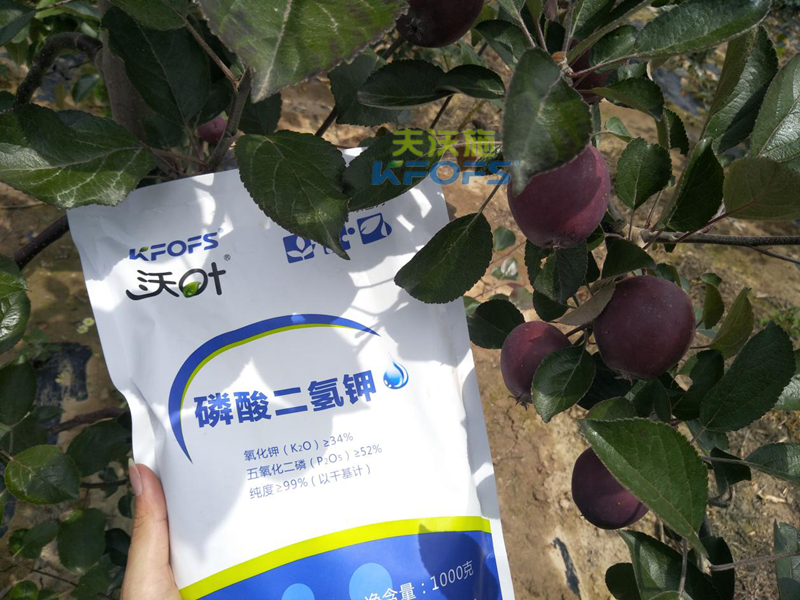 蘋果怎么施肥？1.png