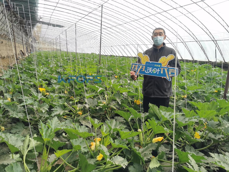 什么是水溶肥-夫沃施沃葉水溶肥用戶見(jiàn)證.png