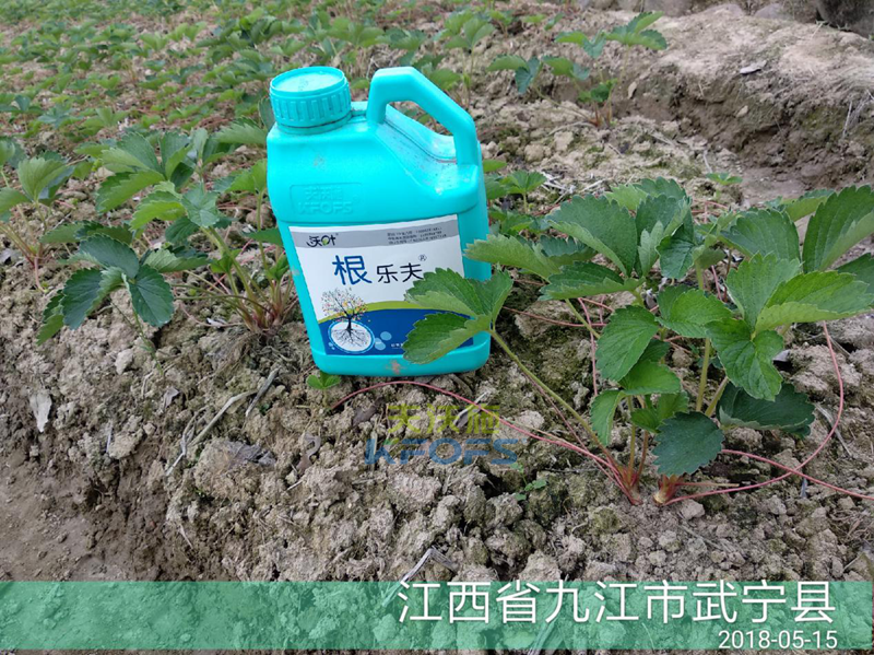 草莓如何施肥更高產(chǎn)？.png