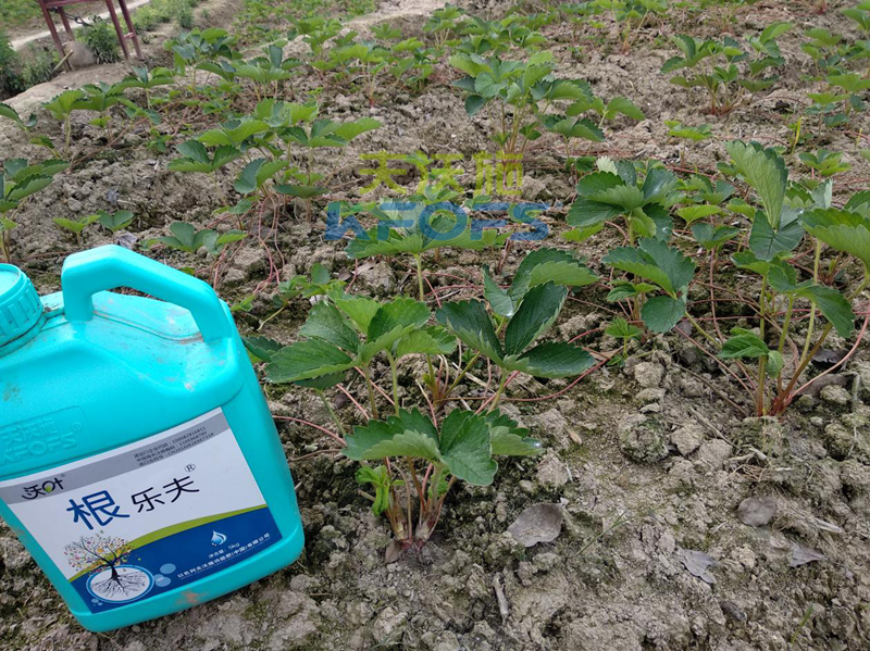 草莓如何施肥更高產(chǎn)？1.png
