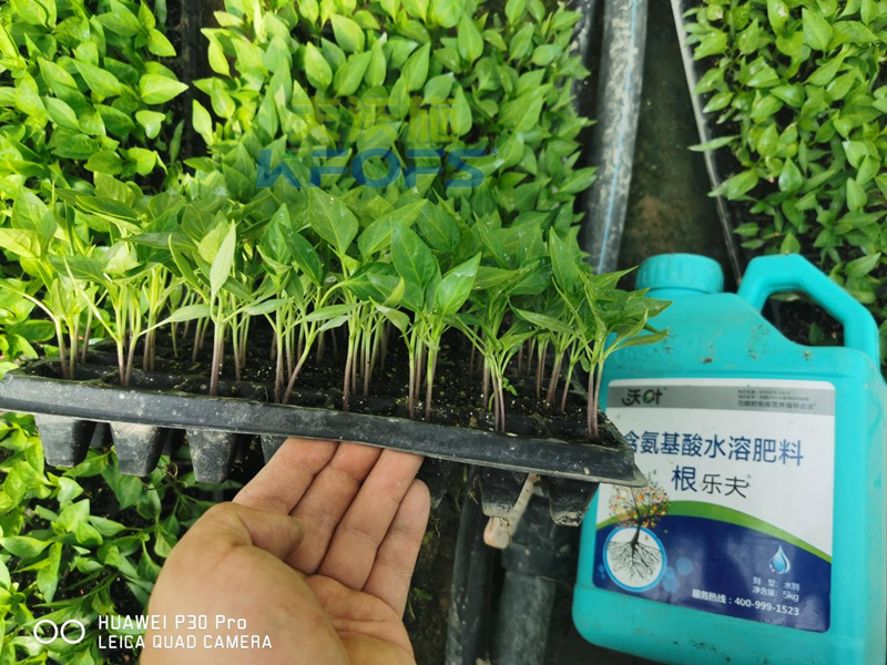 水溶肥施肥的最佳時(shí)間-沃葉根樂夫辣椒.png