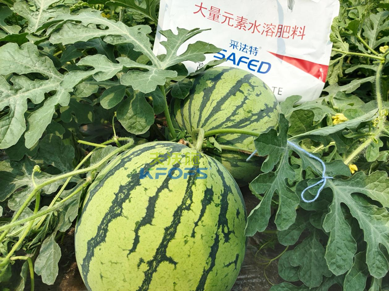 水溶肥怎么用？夫沃施告訴你！