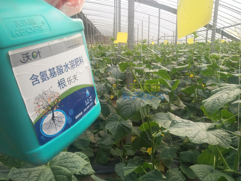 生根劑黃瓜落秧用有什么好處？