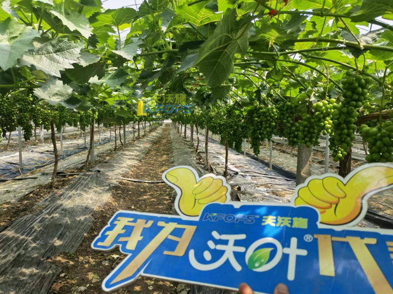 水溶肥-陽(yáng)光玫瑰葡萄用沃葉水溶肥.png