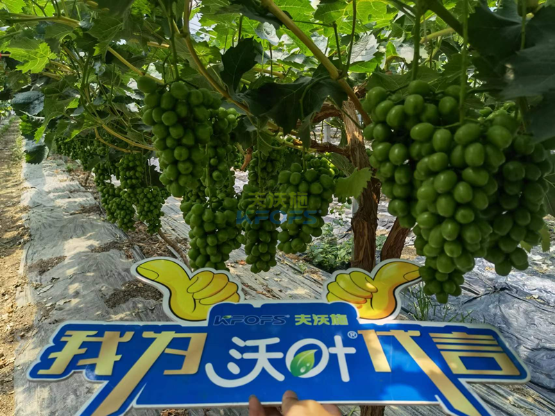 水溶肥-陽(yáng)光玫瑰葡萄用沃葉水溶肥1.png