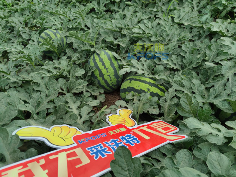 西瓜施肥用什么肥料好？