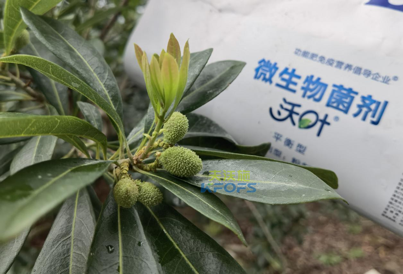 楊梅用什么水溶肥效果好？周大哥推薦沃葉