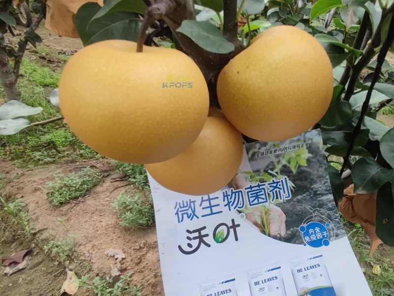 果實施肥-秋月梨用沃葉菌劑.png