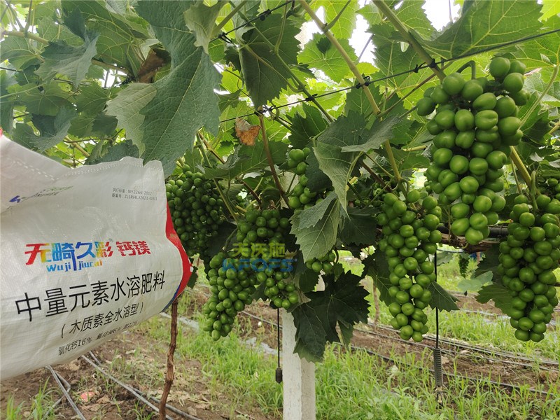 中微量元素水溶肥無畸久彩，助提商品率！