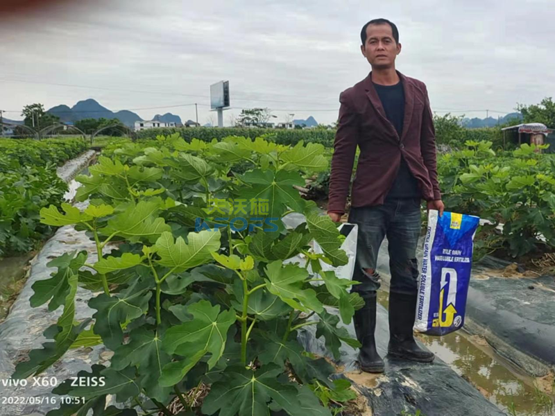 無花果施什么肥果實(shí)大？