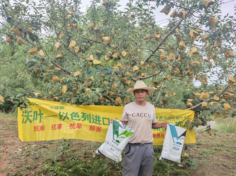蘋(píng)果用什么水溶肥好，馮大哥推薦沃葉