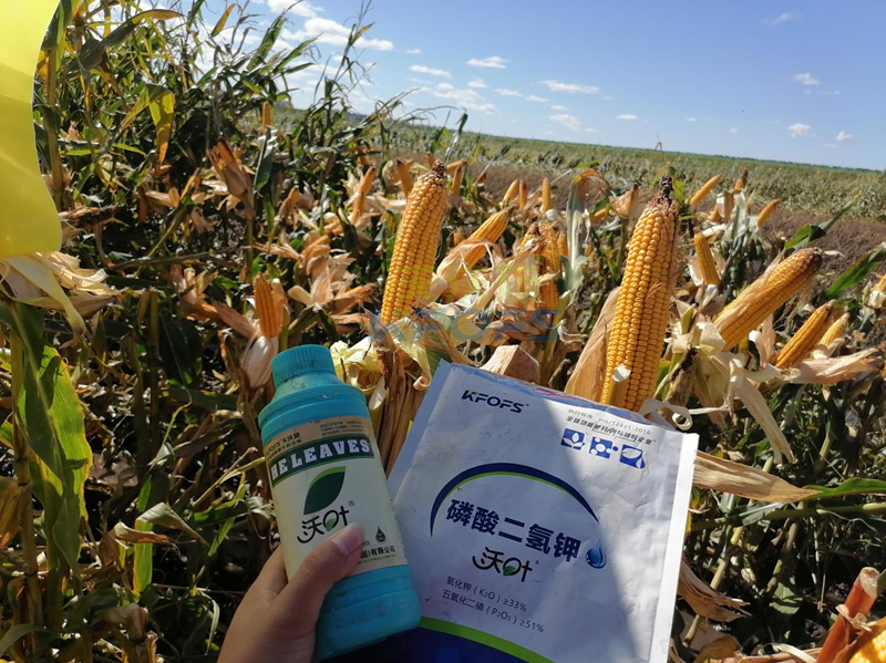 玉米葉面肥哪個(gè)品牌好？