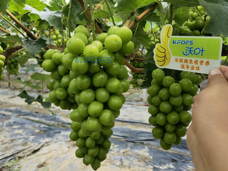 水溶肥，果樹種植戶認(rèn)準(zhǔn)夫沃施