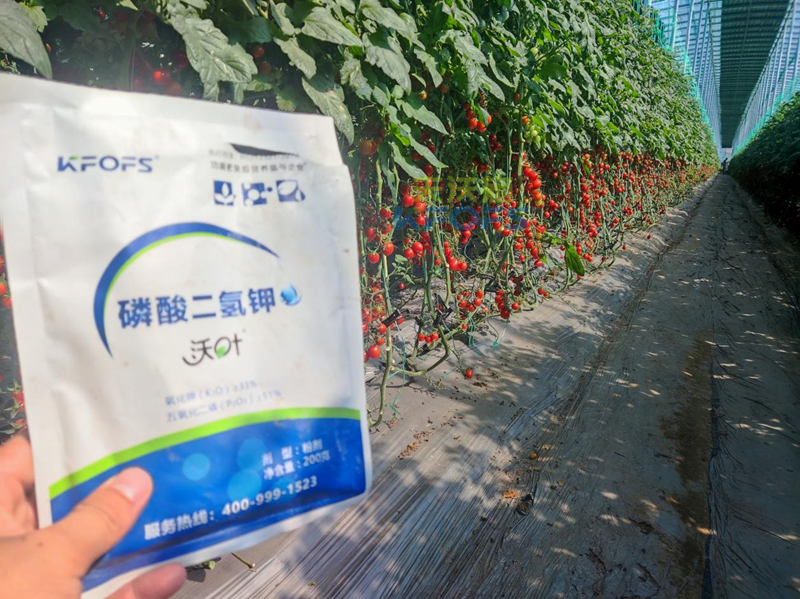 磷酸二氫鉀哪家好？張總選擇沃葉