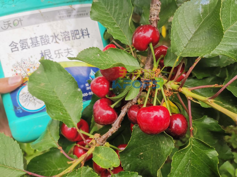 水溶肥哪家好？為何他們選沃葉？