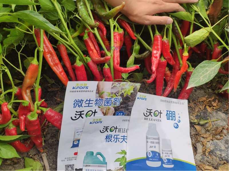 水溶肥怎么用效果好？