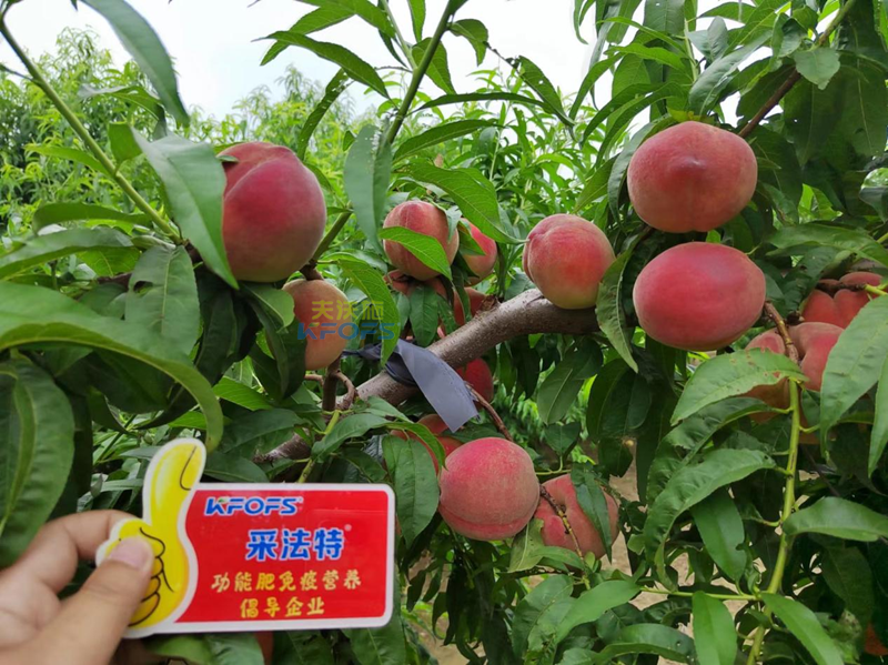桃樹(shù)施什么肥料好？