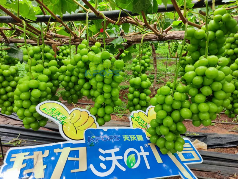 陽(yáng)光玫瑰葡萄用什么肥料好？