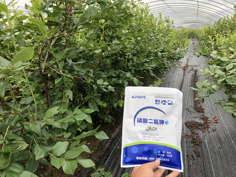 磷酸二氫鉀怎么用效果好？
