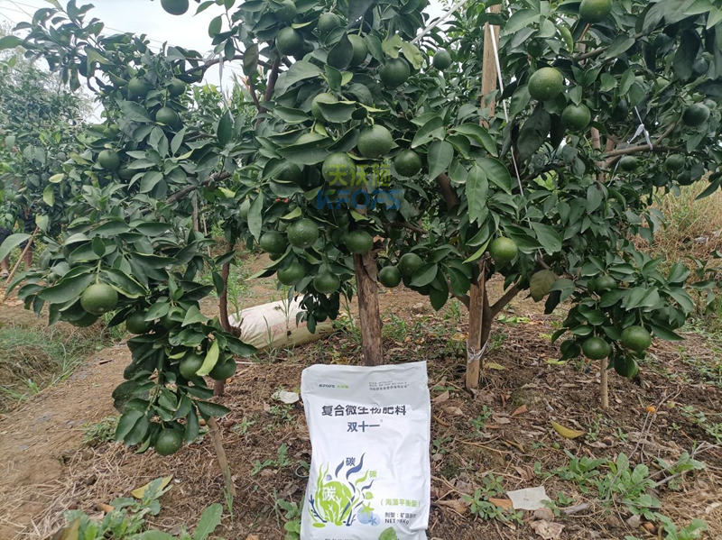 土壤板結的原因及解決辦法-夫沃施雙十一1.png