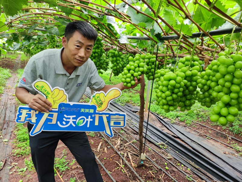 新栽葡萄施肥技術-沃葉水溶肥.png