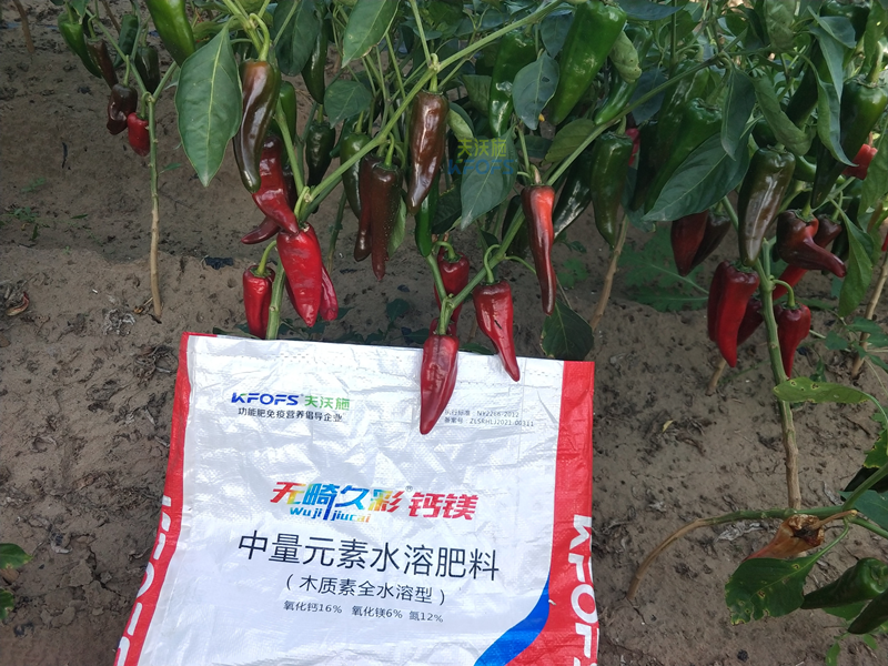 鈣肥對(duì)辣椒的作用-無畸久彩鈣鎂肥.png