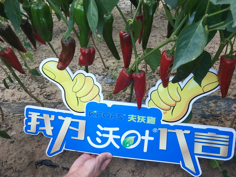 鈣肥對(duì)辣椒的作用-沃葉鈣肥.png