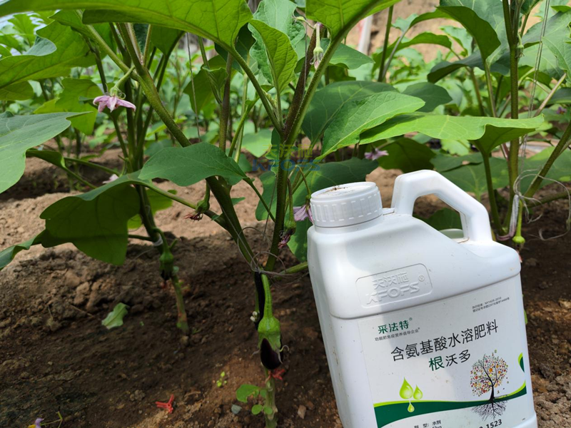茄子施什么肥好？