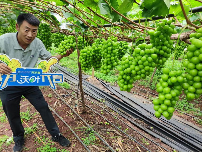 葡萄樹施什么肥？