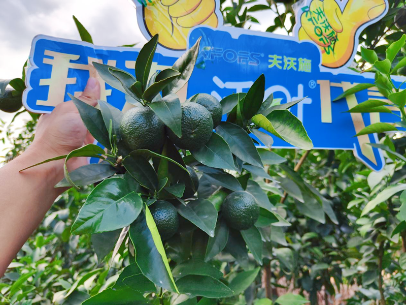果樹用什么水溶肥效果好？他們認(rèn)可這款