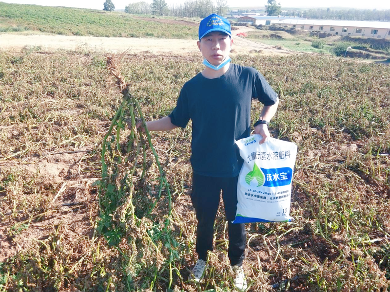 大量元素水溶肥用在土豆上效果怎么樣？