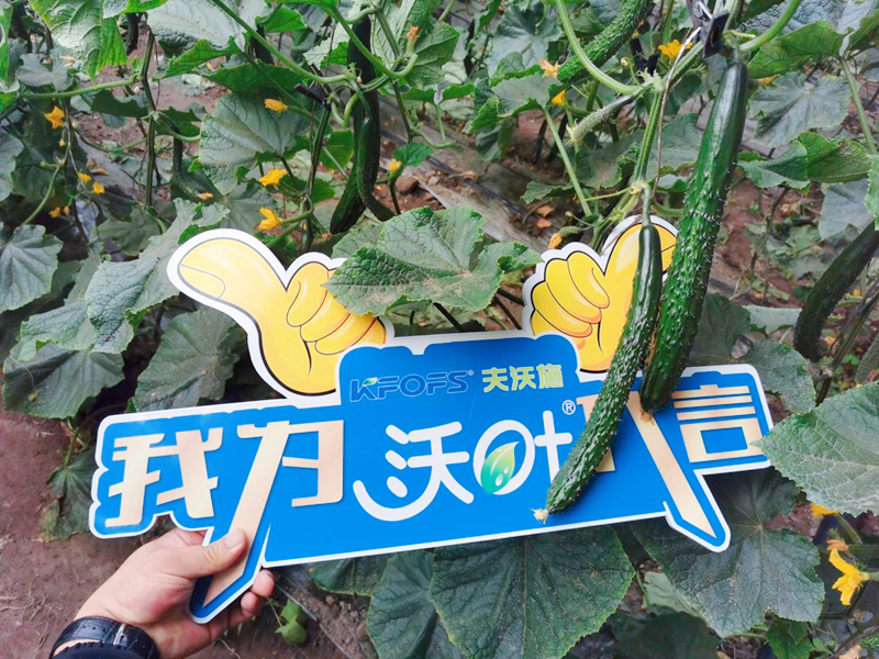 水溶肥效果怎么樣？