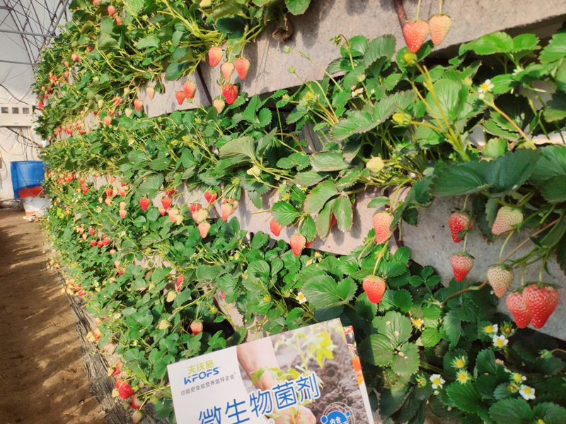 微生物菌劑用在草莓上效果怎么樣？