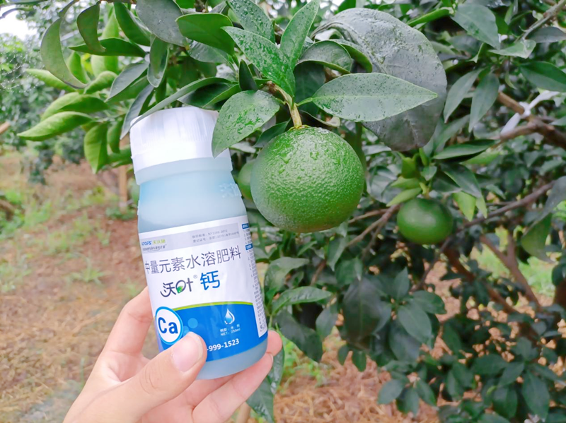 柑橘樹(shù)施什么肥好