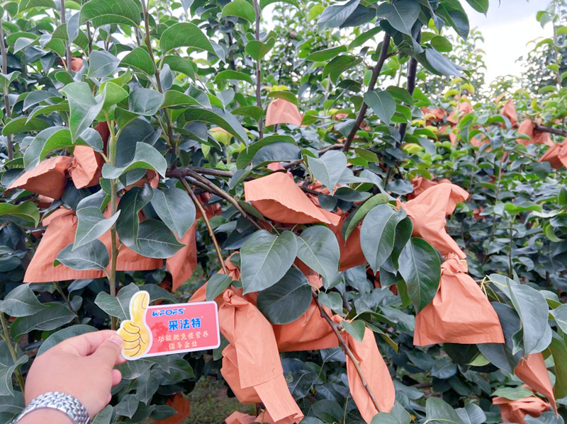 果樹(shù)掛果后施什么肥？