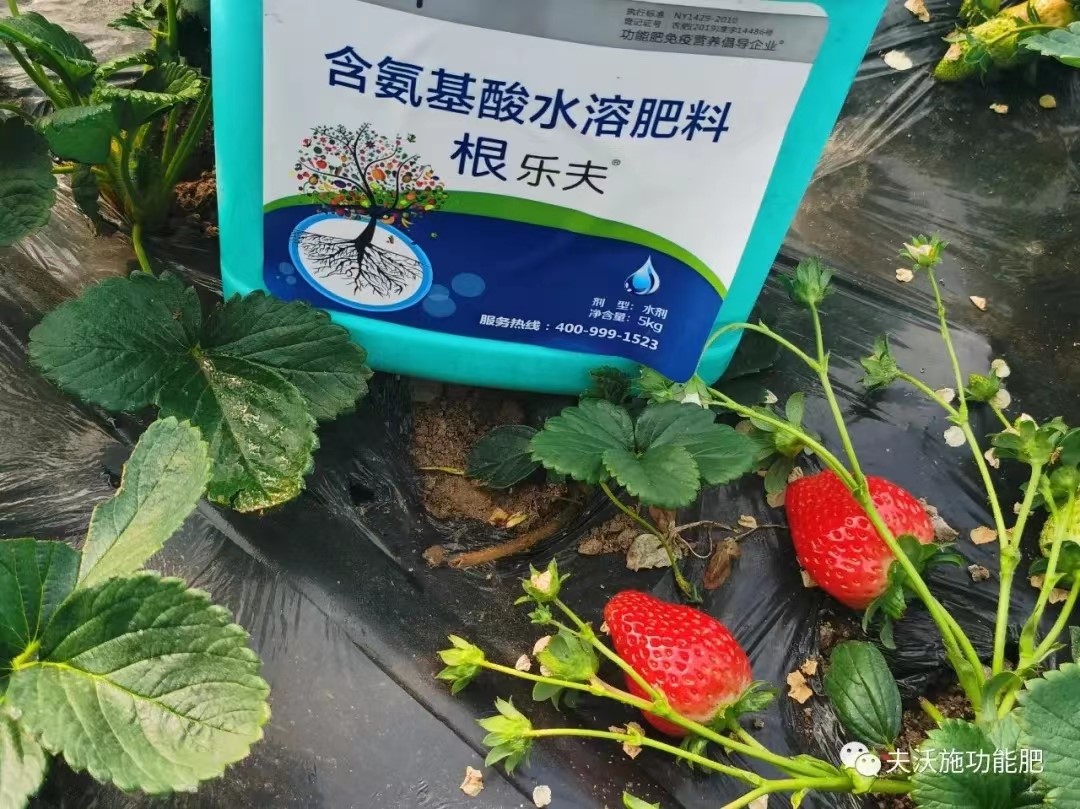 生根劑用在草莓上效果怎么樣？