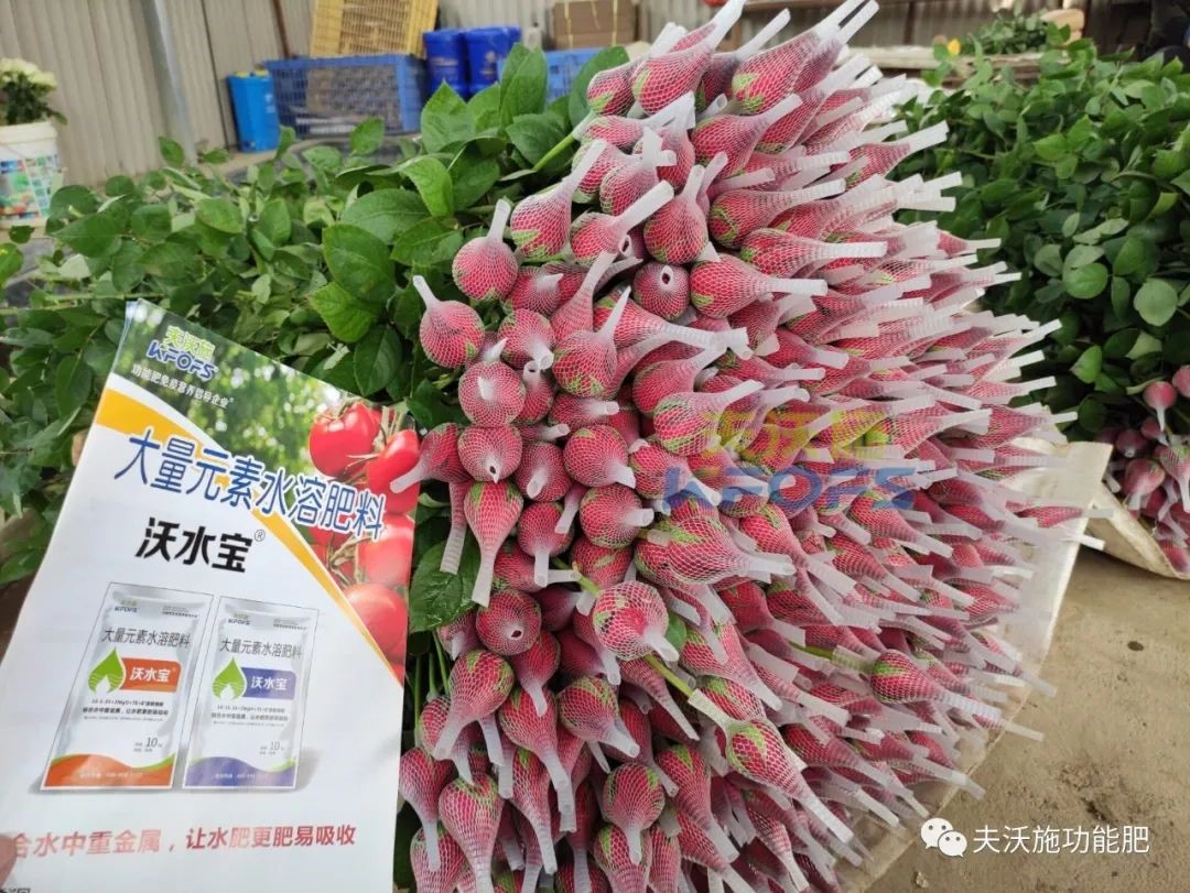 玫瑰花用什么肥料最好？
