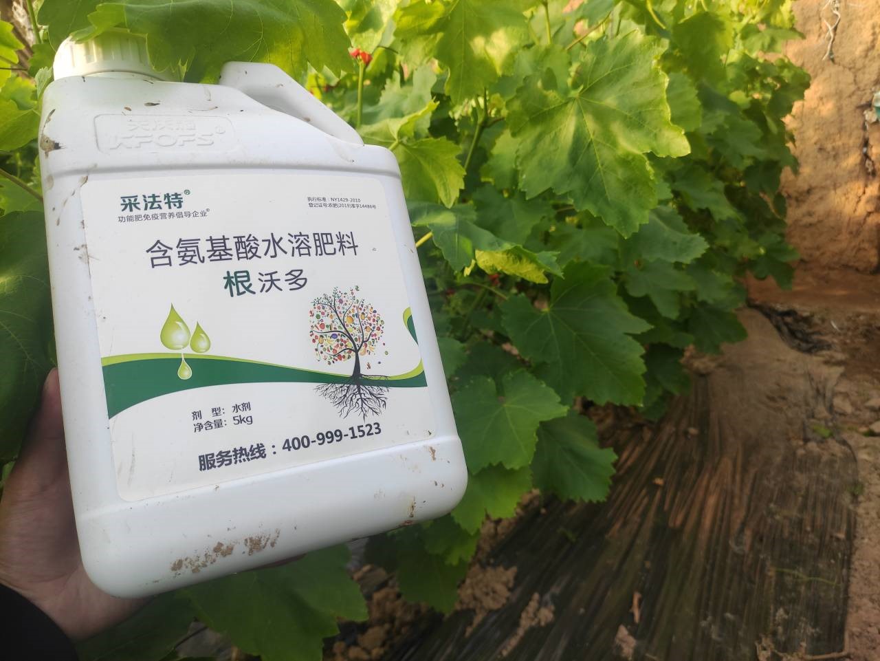 水溶肥選哪家？李總認可采法特
