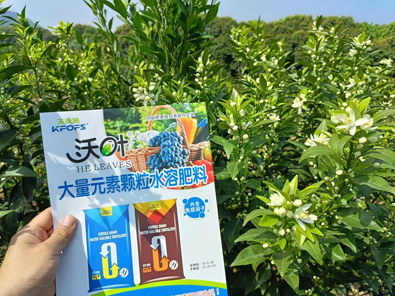 沃柑用什么效果好？夫沃施案例