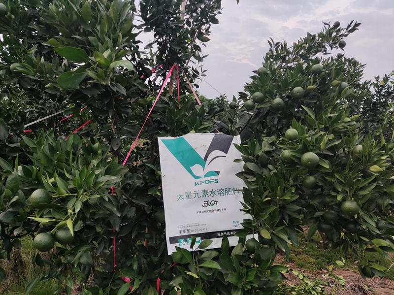 柑橘樹(shù)施什么肥最好？大量元素不可少