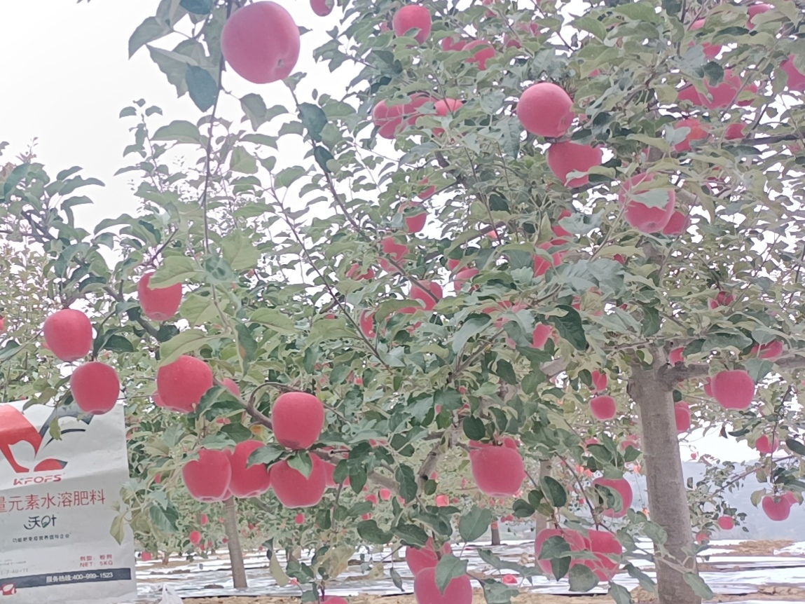 蘋果樹用什么肥料好？甘肅案例