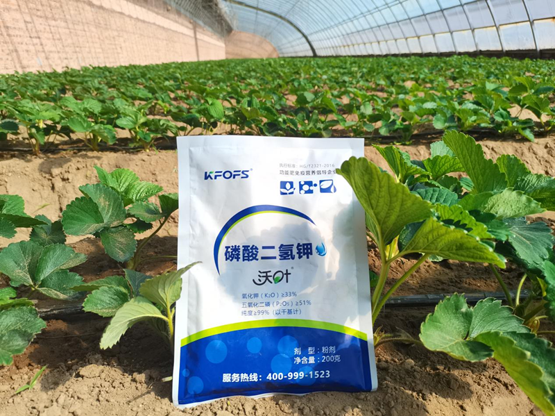 種草莓用什么肥料好？