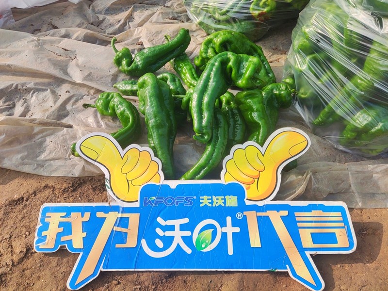 【已用】回訪時間：2022年11月20日，回訪地址：河南省永城產(chǎn)品：沃葉顆粒肥，回訪作物：辣椒使用效果：農(nóng)戶使用夫沃施沃葉顆粒肥長勢旺盛，開花多，結果量大，一個辣椒就重達半斤重 (10).jpg