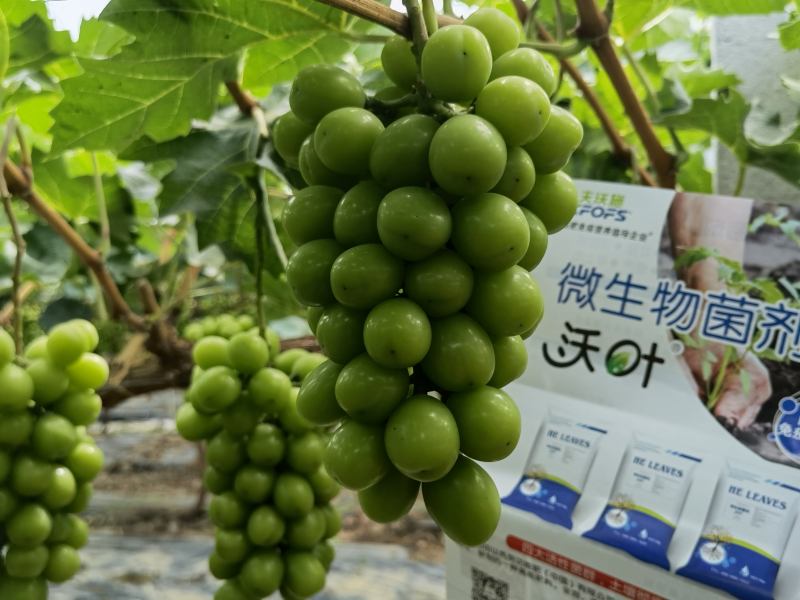 微生物菌劑哪個牌子好？李大姐認可沃葉！