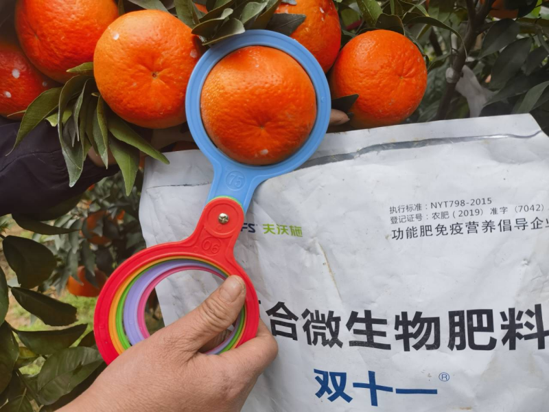 柑橘樹(shù)用什么肥料最佳-何大爺沃柑用雙十一.png
