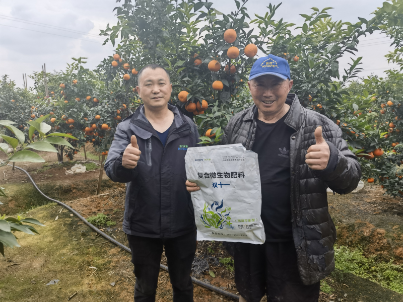 柑橘樹用什么肥料最佳？四川何大爺案例