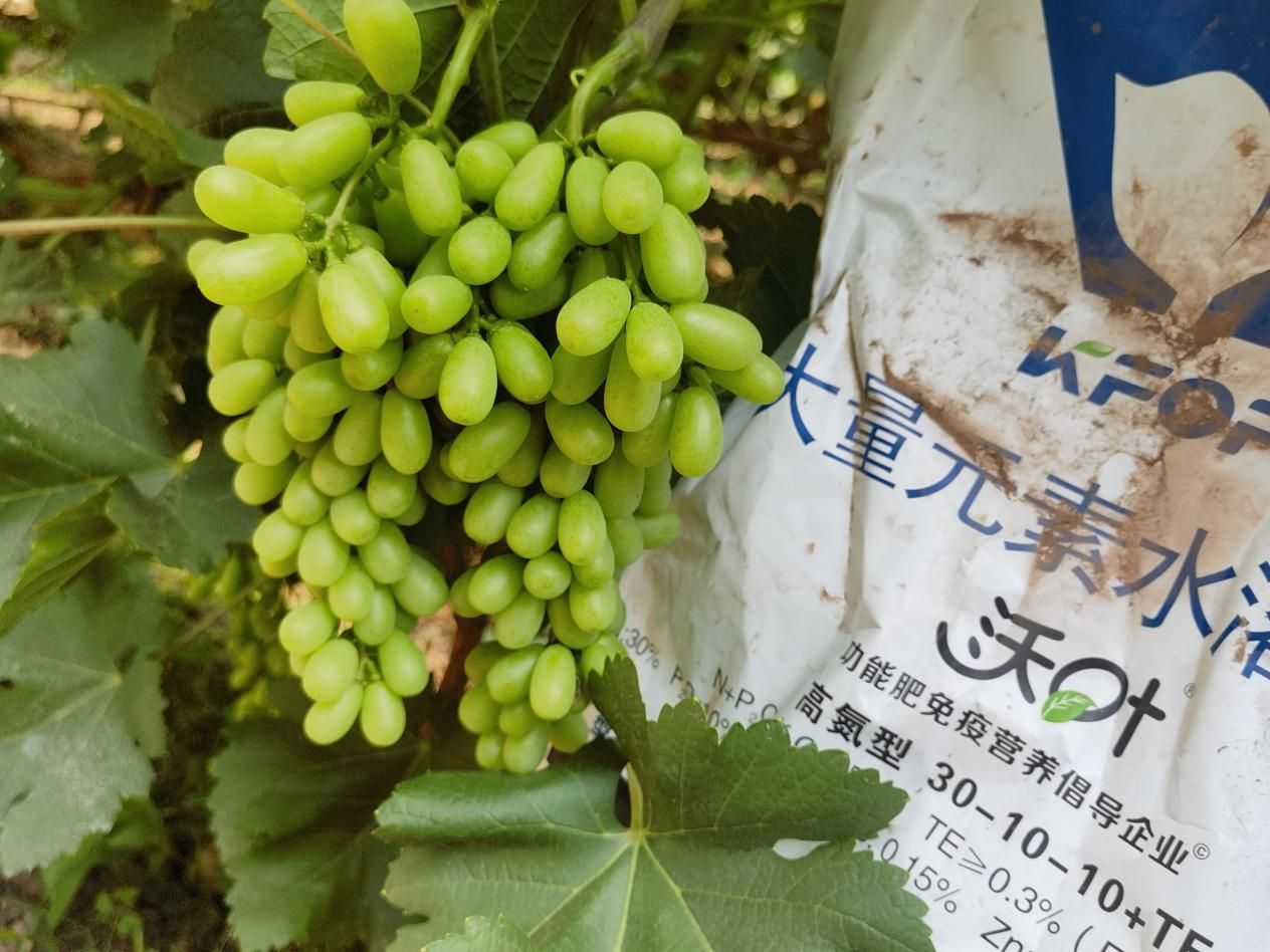 葡萄轉(zhuǎn)色期用什么肥料好？附克倫生轉(zhuǎn)色方案