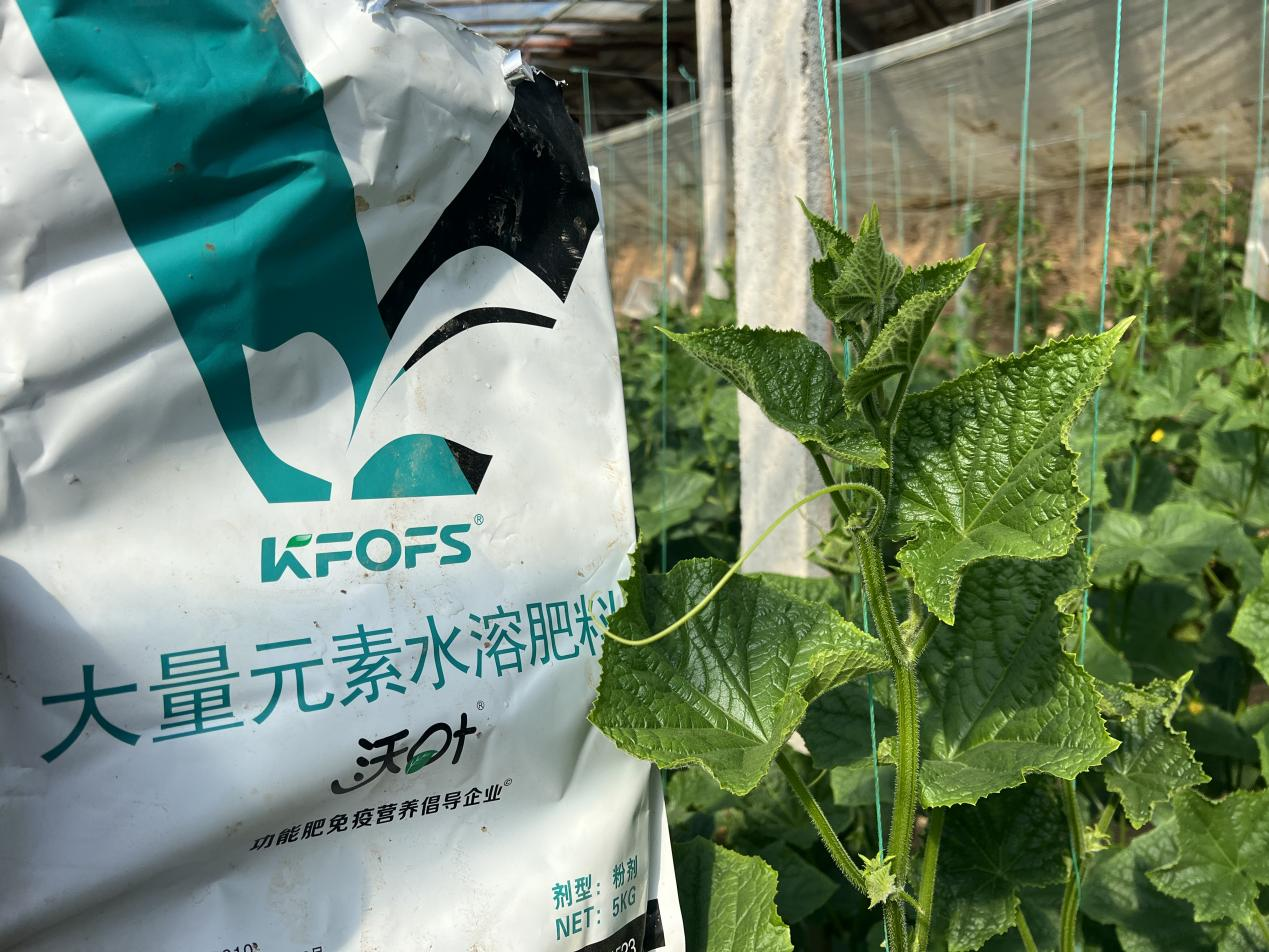 水溶肥如何調理黃瓜條直黑亮下瓜快？
