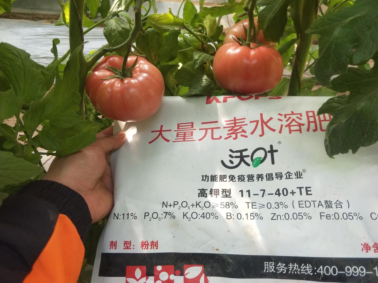 西紅柿用什么肥料比較好？