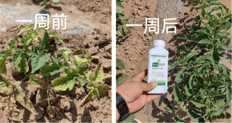 作物藥害怎么解決？找安法戈